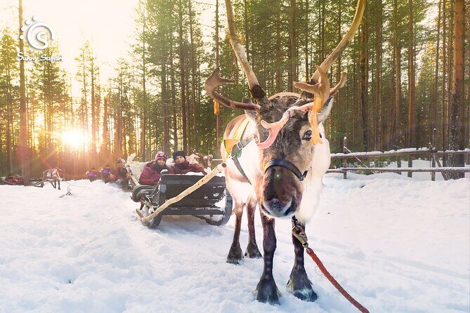 Reindeer Safari in Arctic Wilderness - Reindeer Safari in Arctic Wilderness: An Authentic Lapland Experience