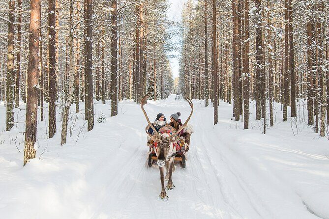 Reindeer Safari in Arctic Wilderness - Why This Tour Offers Value