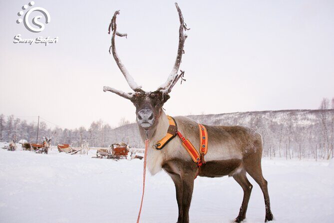 Reindeer Safari in Arctic Wilderness - Final Thoughts