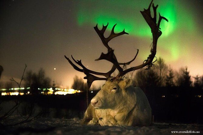 Reindeer Sledding and Feeding with Chance of Northern Lights Tromso - Reindeer Sledding and Feeding with Chance of Northern Lights Tromso: A Genuine Arctic Adventure