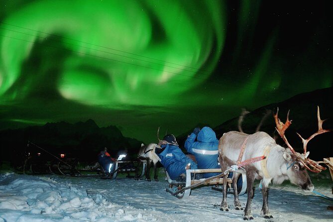 Reindeer Sledding and Feeding with Chance of Northern Lights Tromso - A Deep Dive into the Experience