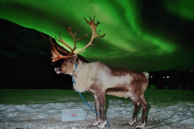 Reindeer Sledding and Feeding with Chance of Northern Lights Tromso - Frequently Asked Questions