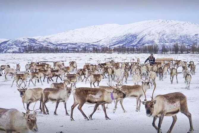 Reindeer Sledding Experience and Sami Culture Tour from Tromso - FAQs
