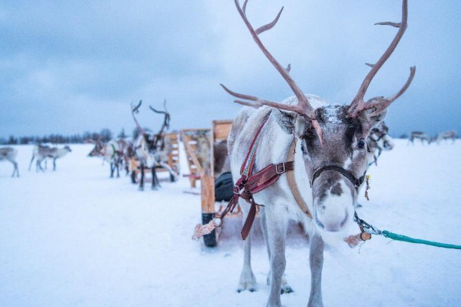 Reindeer Sledding Experience and Sami Culture Tour from Tromso - Final Thoughts