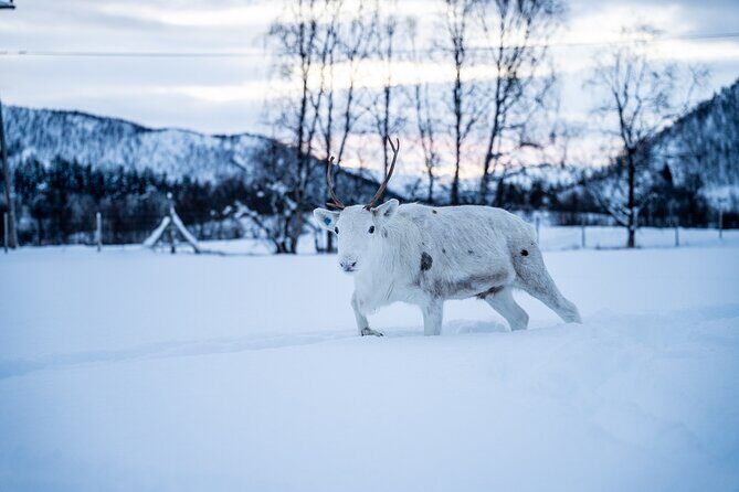 Reindeer Sledding, Feeding And Sami Culture At Reindeer Farm - An In-Depth Look at the Sami Reindeer Tour