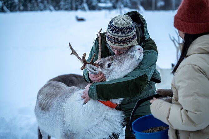 Reindeer Sledding, Feeding And Sami Culture At Reindeer Farm - Value and Price Analysis