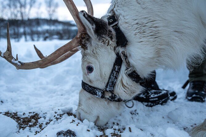 Reindeer Sledding, Feeding And Sami Culture At Reindeer Farm - Practical Tips