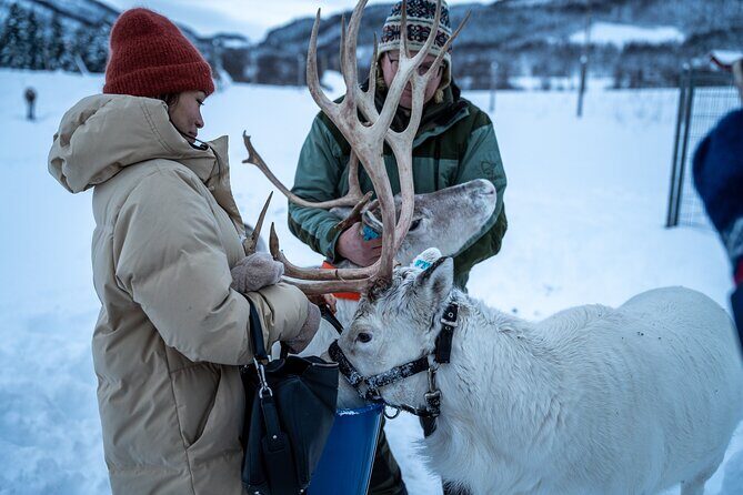 Reindeer Sledding, Feeding And Sami Culture At Reindeer Farm - Frequently Asked Questions