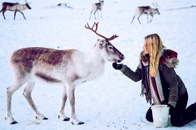 Reindeer visit, and Sami Culture Including Lunch from Tromso - The Experience in Detail