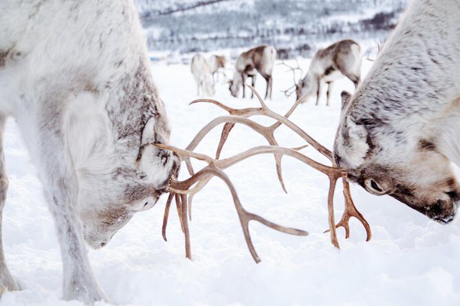 Reindeer visit, and Sami Culture Including Lunch from Tromso - Final Thoughts