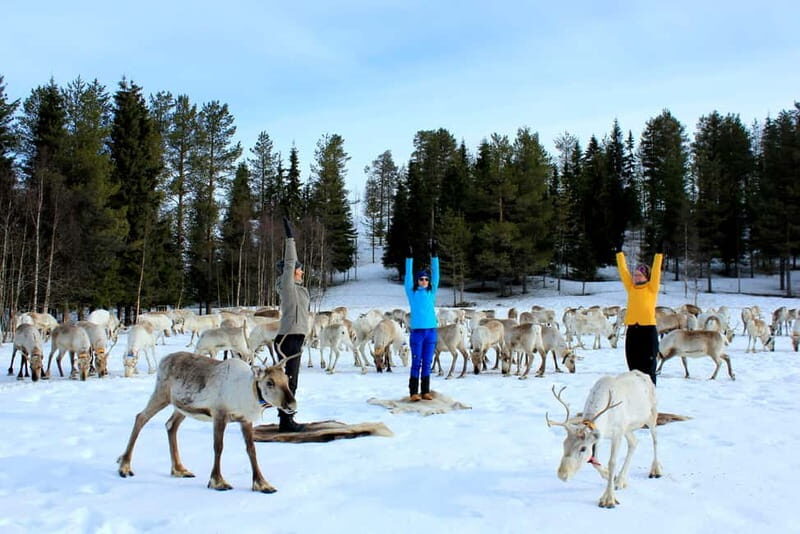 Reindeer yoga in Kuusamo - Key Points