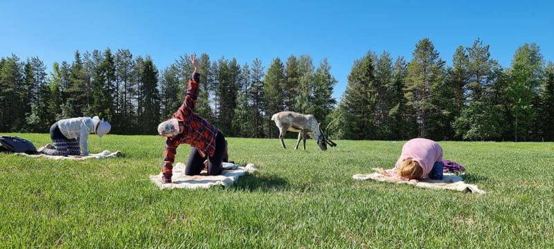 Reindeer yoga in Kuusamo - An Authentic Finnish Experience in the Heart of Nature