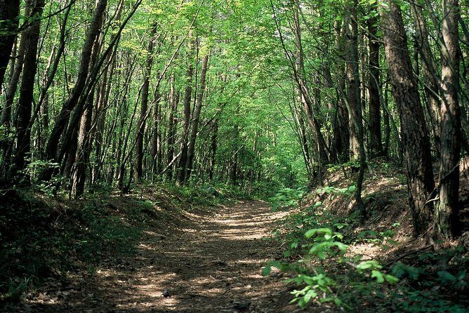 Relax and refresh in Karuizawa Forest! Shinanoji down trekking around two people - Key Points