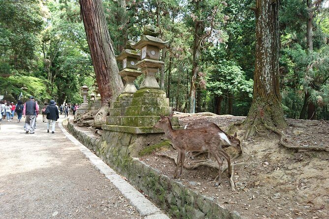 Relax in Nara: Deer Park, Todai-ji Temple and Merchants' Town - Transportation, Price, and Value