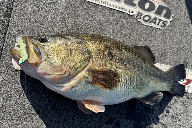 Relaxed 4 hour bass fishing experience at Lake Biwa for 3 people - FAQs