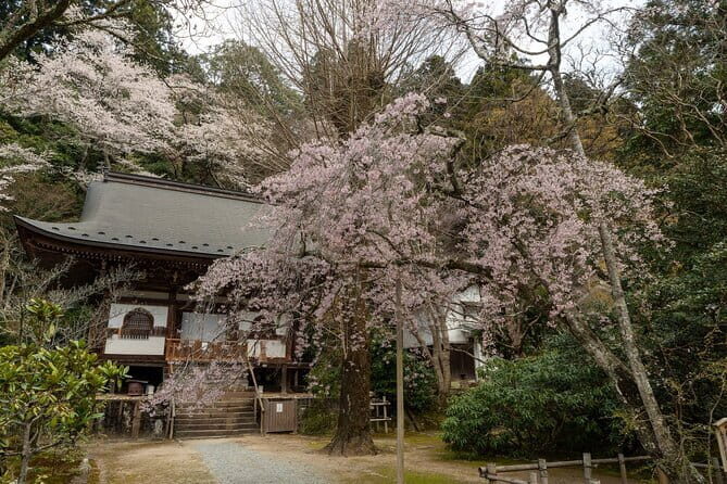 Relaxed Nara Tour from Osaka: Hasedera and Muroji Temples - A Deep Dive into the Experience: What to Expect