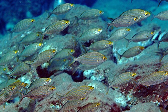Relaxing snorkeling tour at the Isola Bella Marine Park Taormina - Final Thoughts: Is This Tour for You?