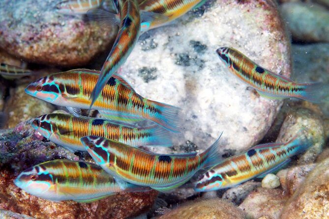 Relaxing snorkeling tour at the Isola Bella Marine Park Taormina - FAQ