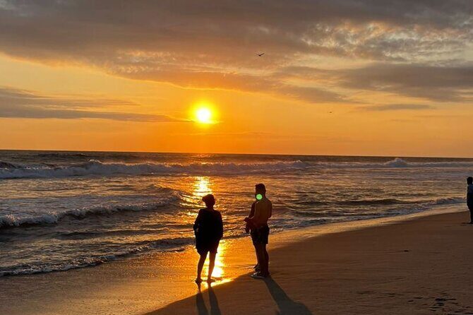 Release of Sea Turtles at Sunset - A Full Review of the Release of Sea Turtles at Sunset