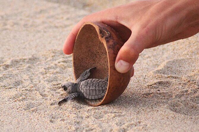 Release of Sea Turtles at Sunset - Why It Offers Real Value