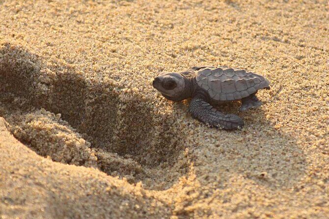 Release of Sea Turtles at Sunset - FAQ (Frequently Asked Questions)