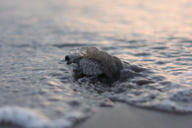 Release of Sea Turtles in Camp Tortuguero - Discover the Unique Experience of Releasing Sea Turtles in Camp Tortuguero