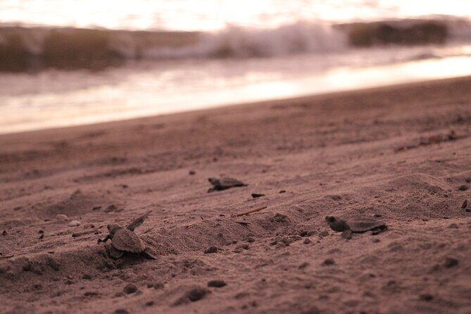 Release of Sea Turtles in Camp Tortuguero - A Close Look at the Tour Experience