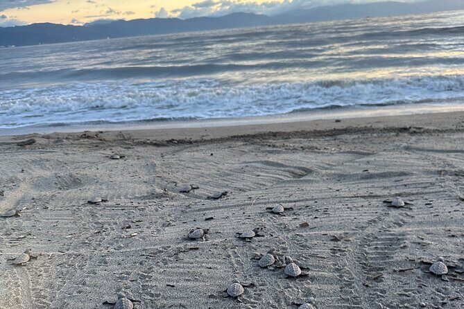 Release of Sea Turtles in Camp Tortuguero - Who Will Love This Tour?