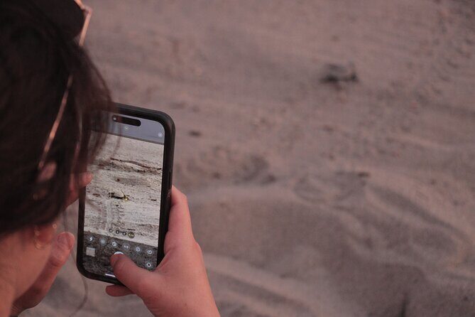 Release of Sea Turtles in Camp Tortuguero - Frequently Asked Questions