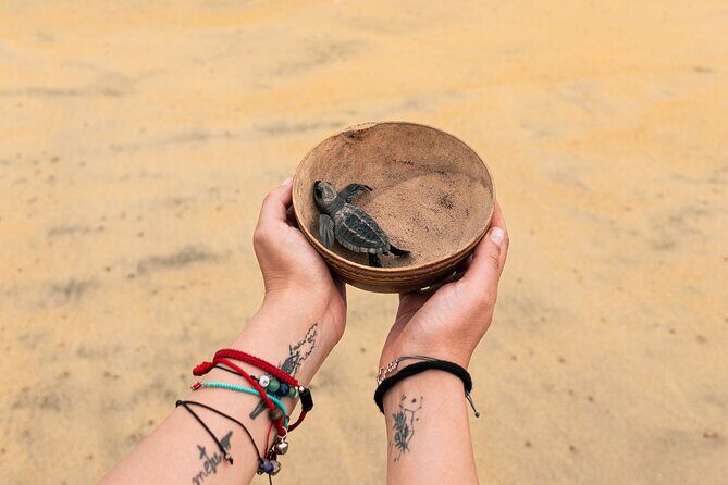 Releasing Turtles During the Sunset - Key Points