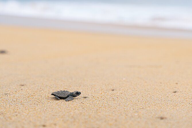 Releasing Turtles During the Sunset - FAQ (Frequently Asked Questions)