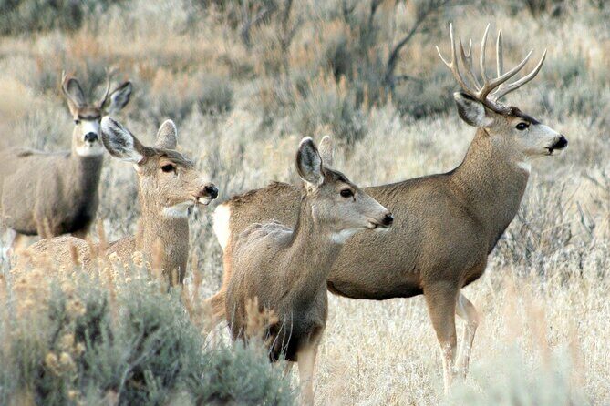 Relive Colorado's Gold Rush Experience - Private Guides - The Sum Up