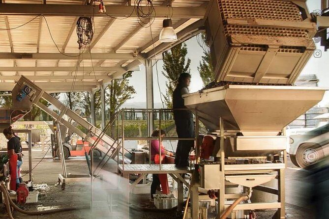 Renacer Winery Experience - An In-Depth Look at the Renacer Winery Experience