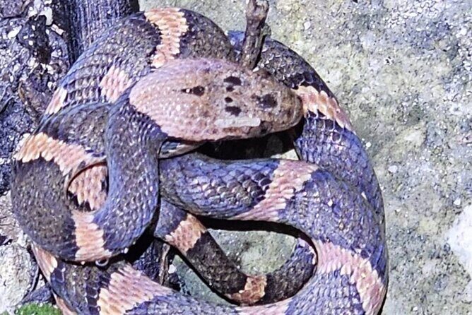 Reptile and Amphibian Night Adventure in Yucatán Jungle - Why This Experience Is Worth It