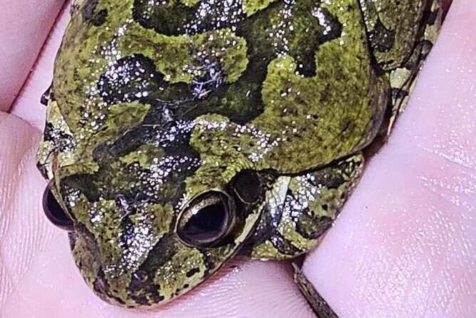 Reptile and Amphibian Night Adventure in Yucatán Jungle - FAQ