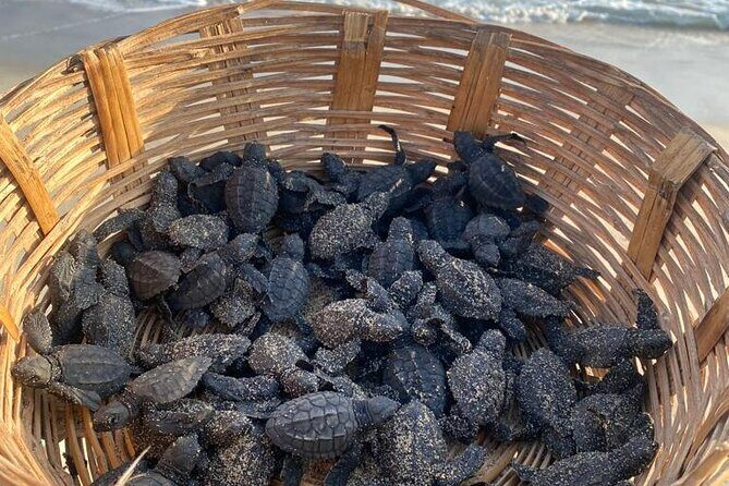 Reptile Eco Tour in Oaxacas Coastal Communities - Frequently Asked Questions