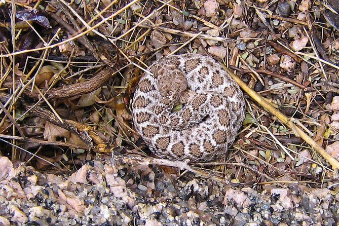 Reptile Hunting in The Sonoran Desert - An In-Depth Look at the Reptile Hunting Tour