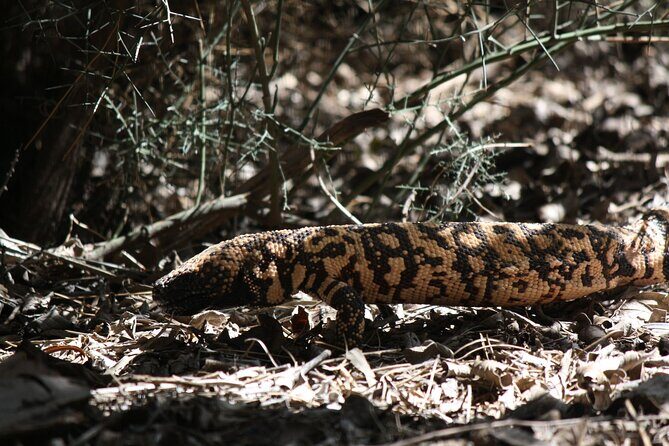 Reptile Hunting in The Sonoran Desert - The Experience from a Traveler’s Perspective