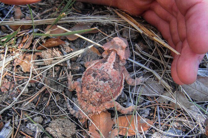 Reptile Hunting in The Sonoran Desert - FAQs