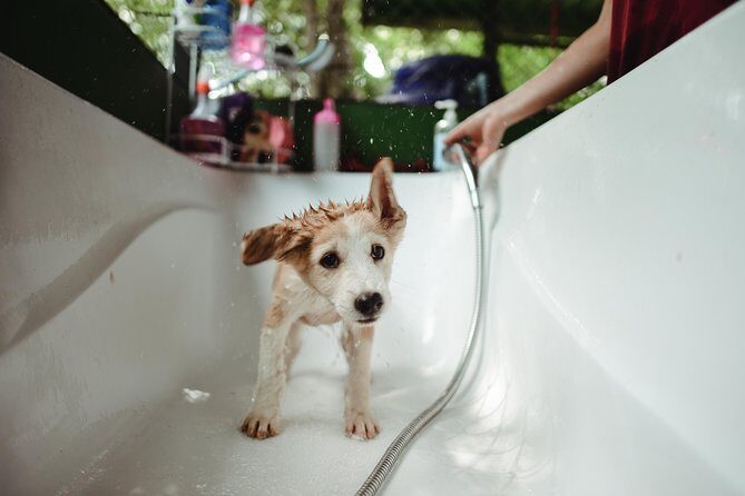 Rescue P.A.W.S. Day Visit - An Honest Look at the Experience