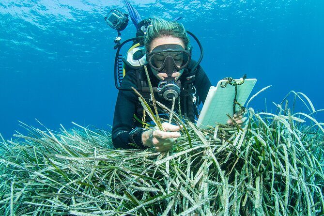 Research diving with a Marine Biologist in Crete - FAQ