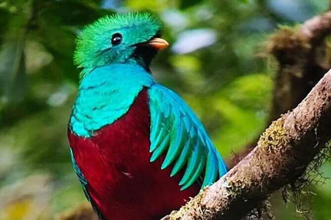 Resplendent Quetzal-Tucans- Tropical Birdwatching Tour Monteverde - The Details of the Monteverde Birdwatching Experience