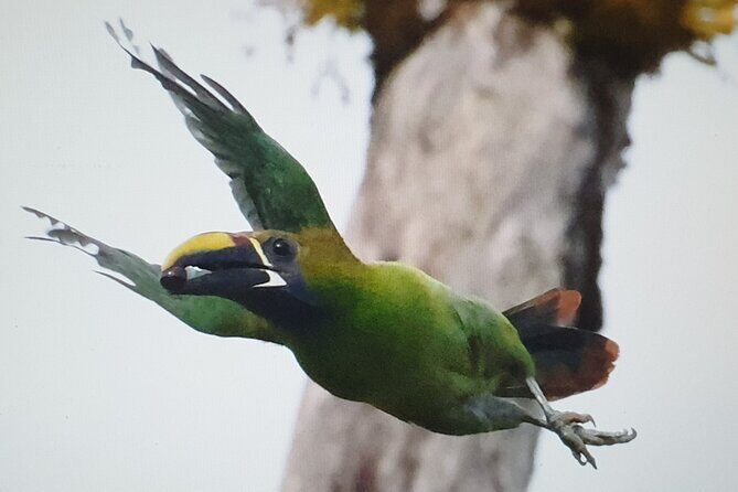 Resplendent Quetzal-Tucans- Tropical Birdwatching Tour Monteverde - Key Points