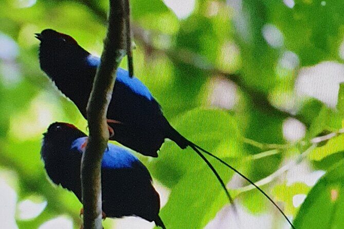 Resplendent Quetzal-Tucans- Tropical Birdwatching Tour Monteverde - Exploring the Monteverde Tropical Birdwatching Tour in Detail