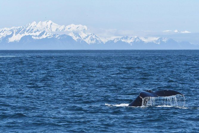 Resurrection Bay Spring Wildlife Cruise - The End of the Journey: Returning to Seward