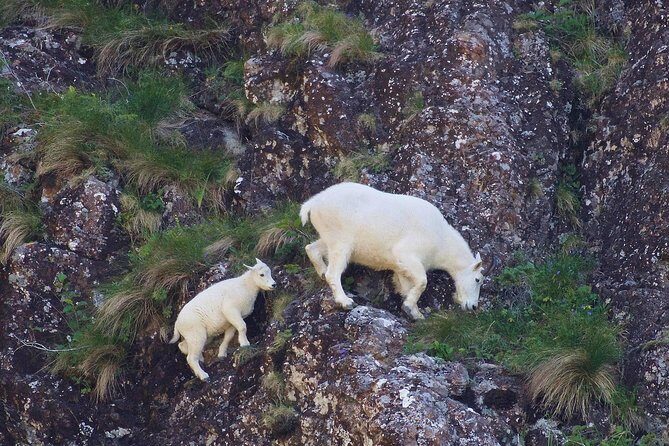 Resurrection Bay Spring Wildlife Cruise - The Sum Up
