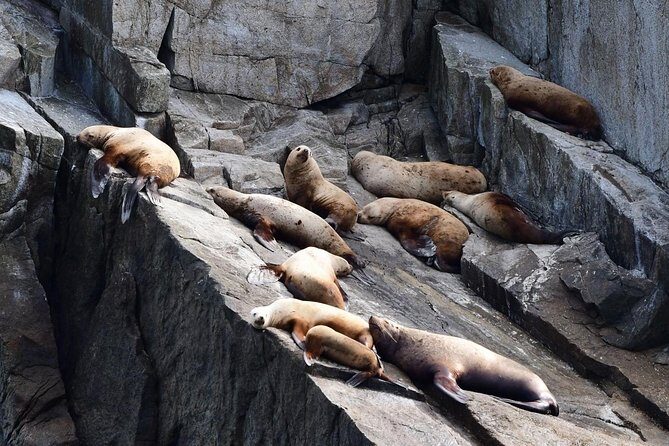 Resurrection Bay Spring Wildlife Cruise - Frequently Asked Questions