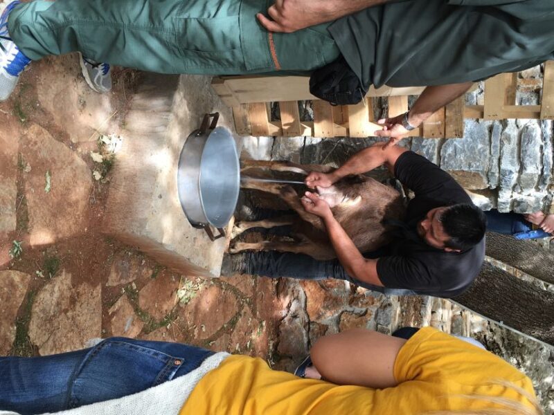 Rethymno: Explore Shepherds Hut and Cheese Making Process - Final Reflection