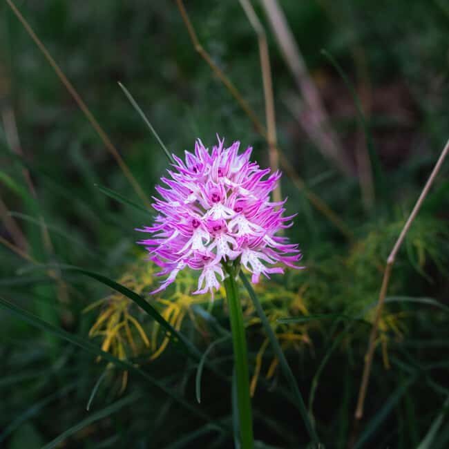 Rethymno: Flower Adventure - An In-Depth Look at the Rethymno Flower Adventure