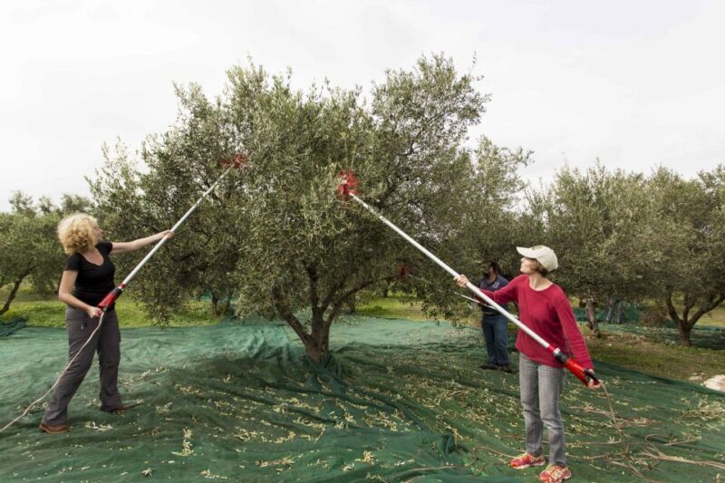 Rethymno: Olive Oil Tasting with Cretan Food Pairing - Key Points